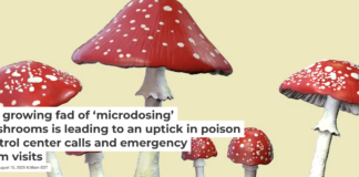 Amanita mushrooms are commonly used in mushroom-based products. Kateryna Kon/Science Photo Library via Getty Images
